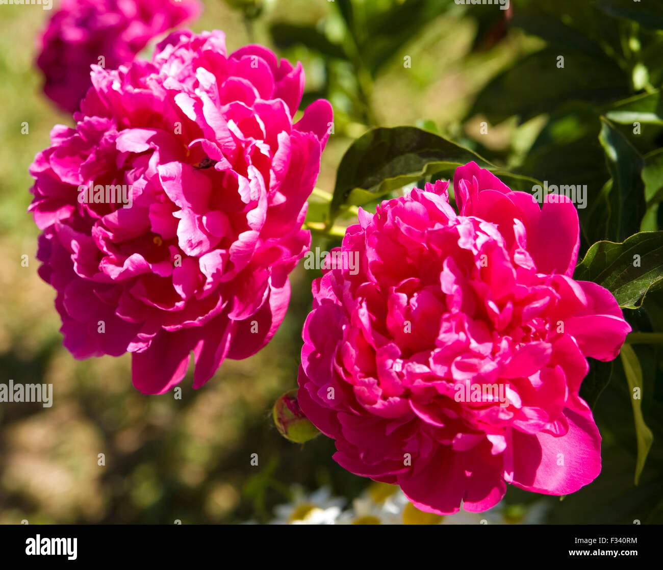 Two pink peony flowers with green leaves Stock Photo - Alamy