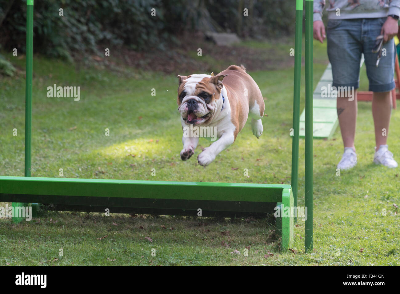 Agility bulldog cheap