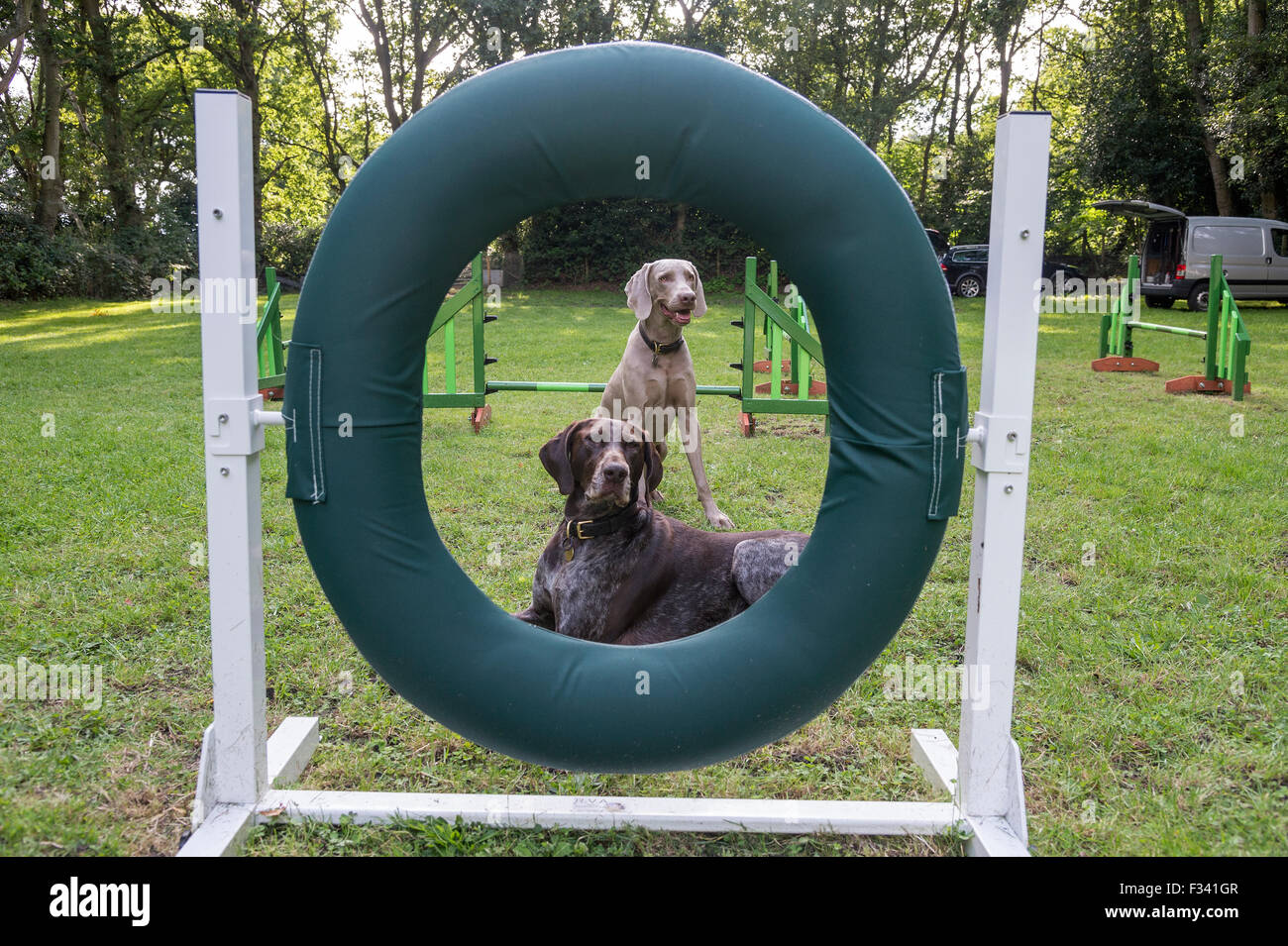 A Weimaraner and German Shorthaired Pointer at an Agility Training session with tyre obstacle in the foreground. Stock Photo
