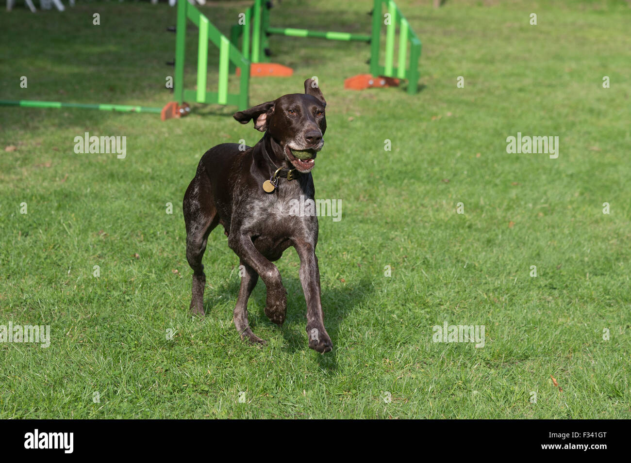 A German Shorthaired Pointer running during an agility training session. Stock Photo