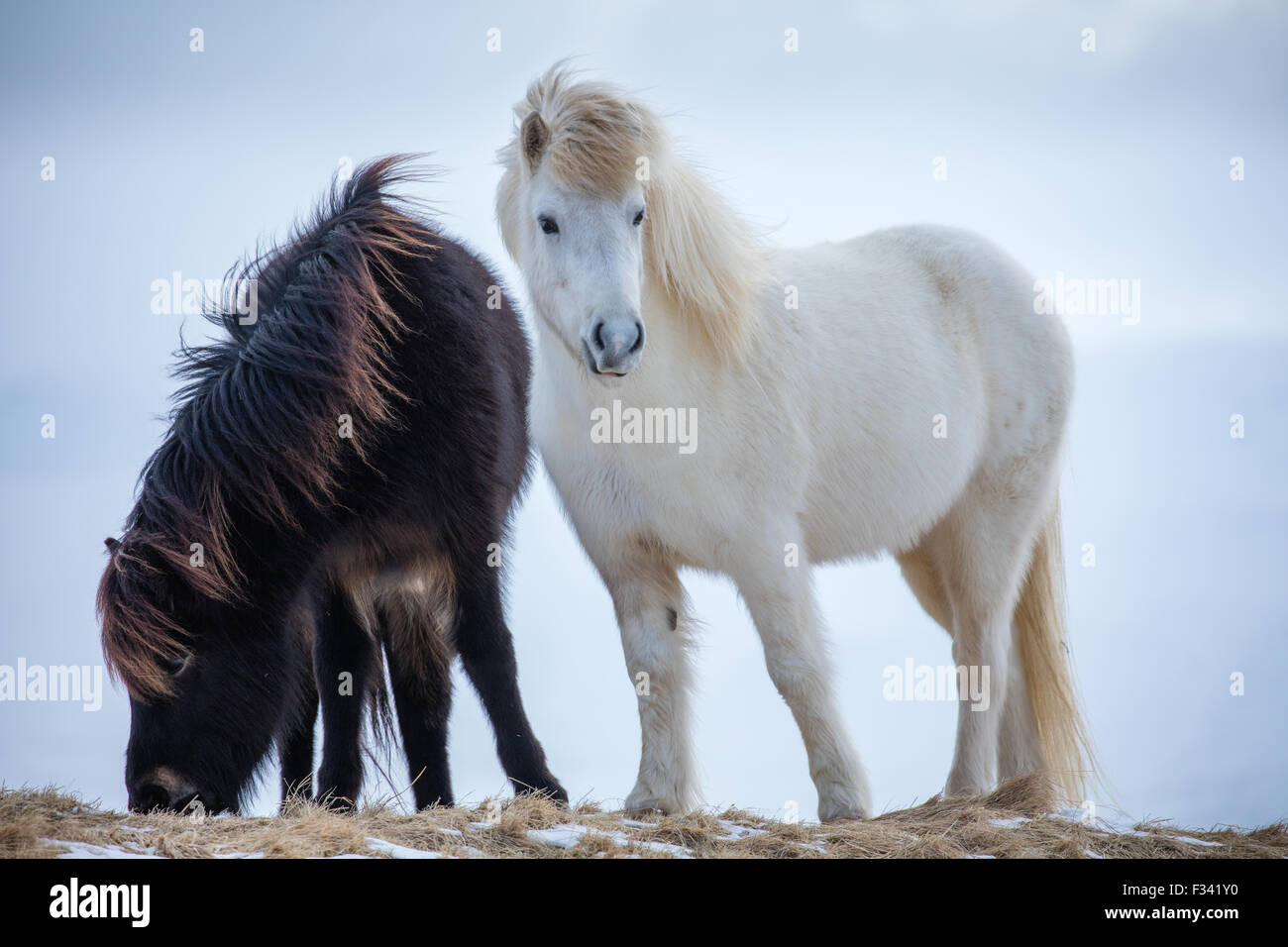 Black and white ponies hires stock photography and images Alamy
