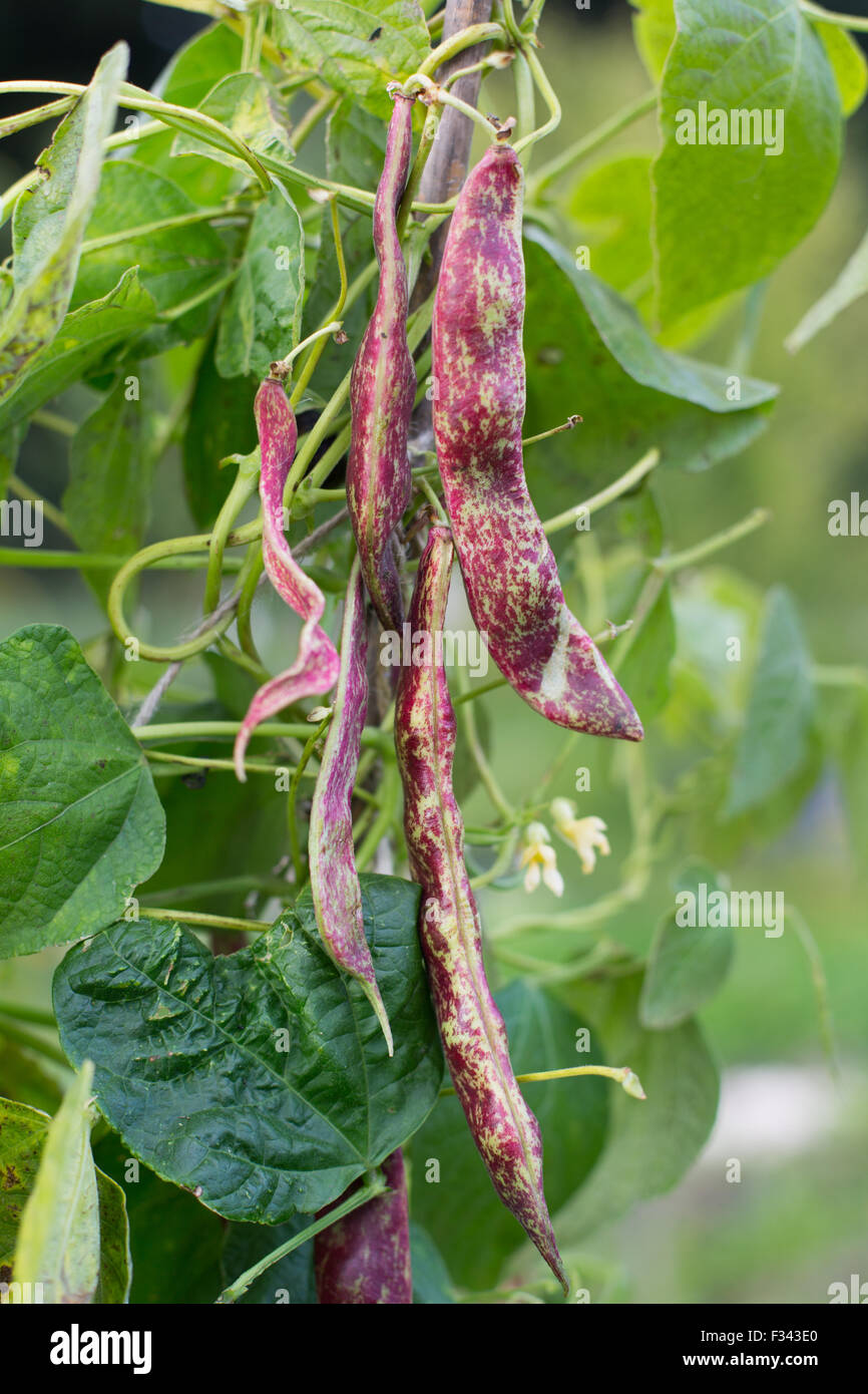 Borlotti beans growing on the plant on an allotment. Ian Hinchliffe