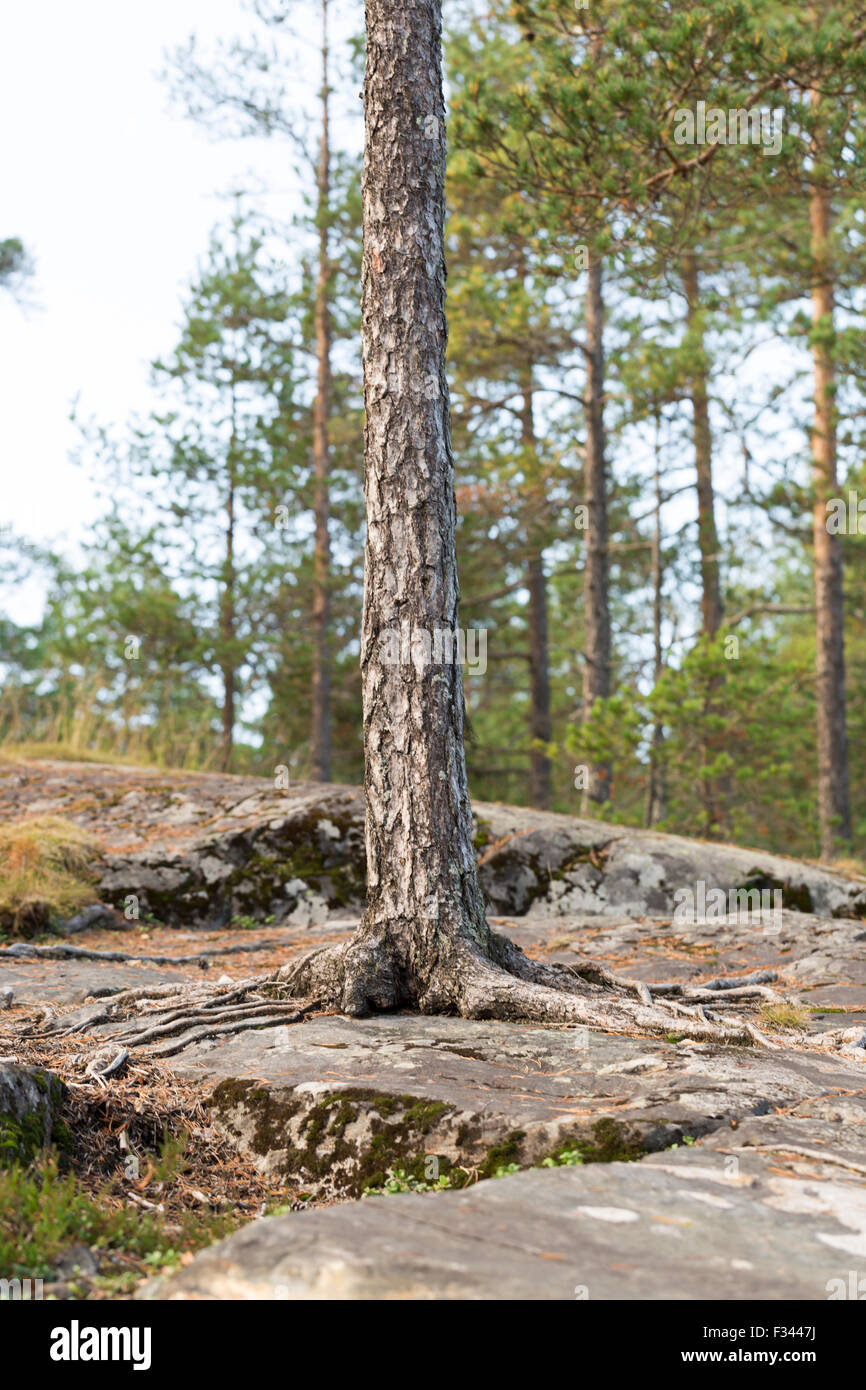 Pine Tree Growing on Rock Stock Photo Alamy