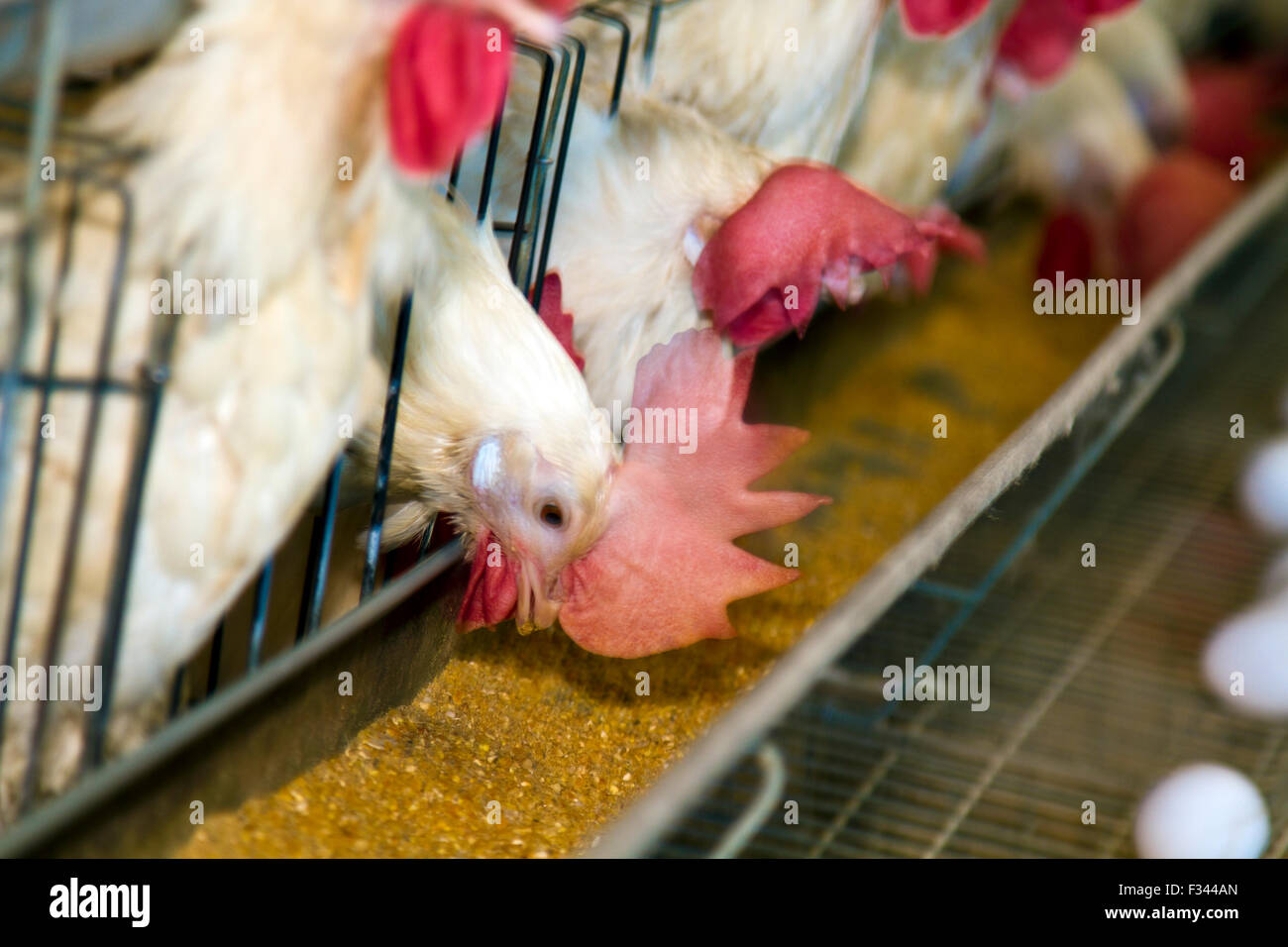white chickens farm in cell sections Stock Photo
