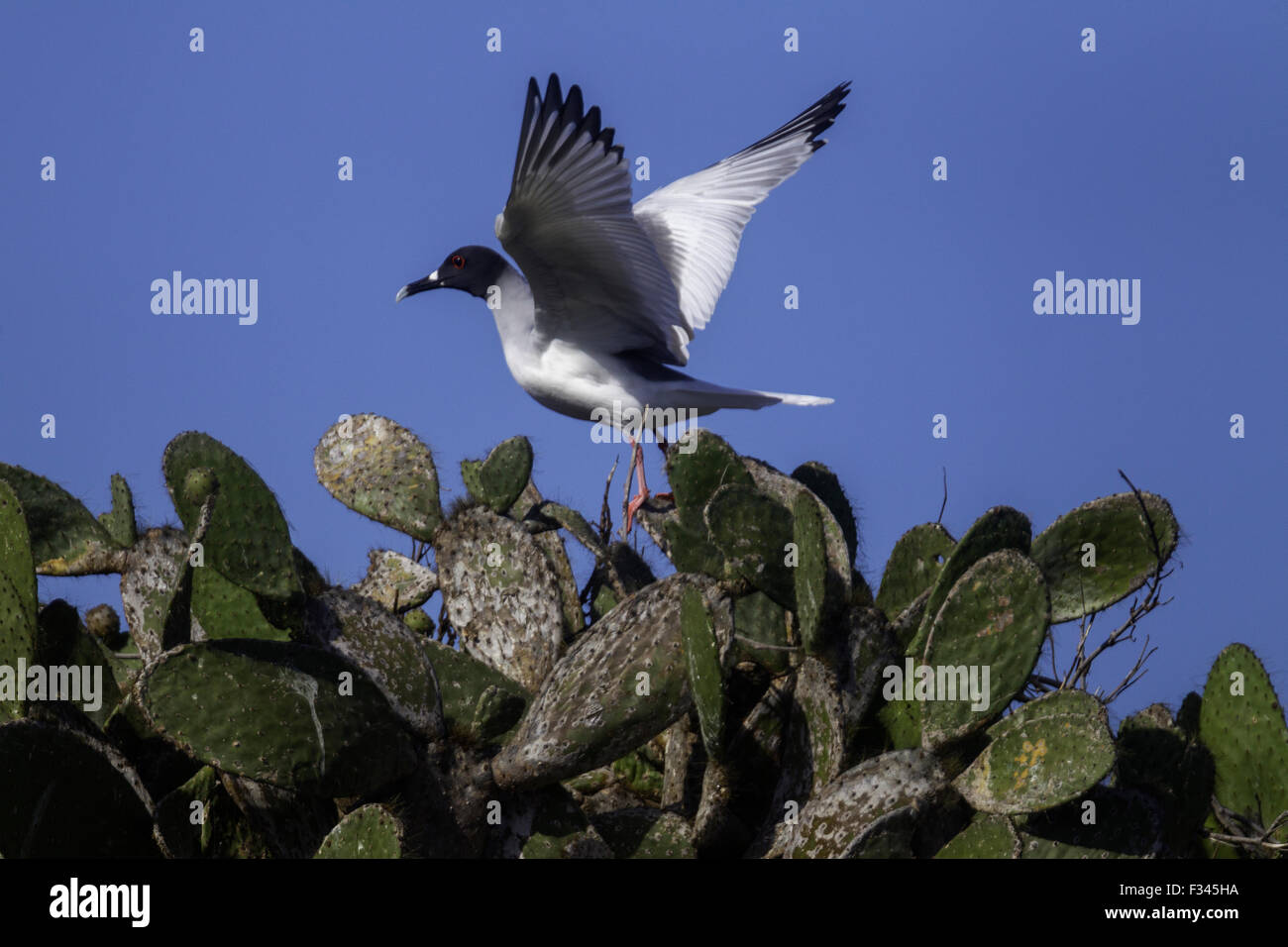 Swallow tailed gull, Prickly Pear Cactus, Genovesa Island, Galapagos Islands, Ecuador. Stock Photo