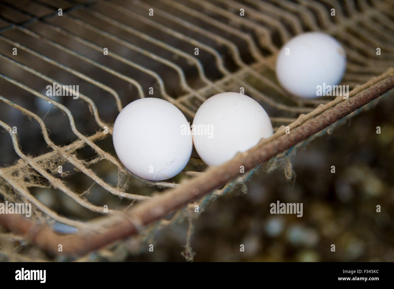 three eggs on iron wire netting Stock Photo