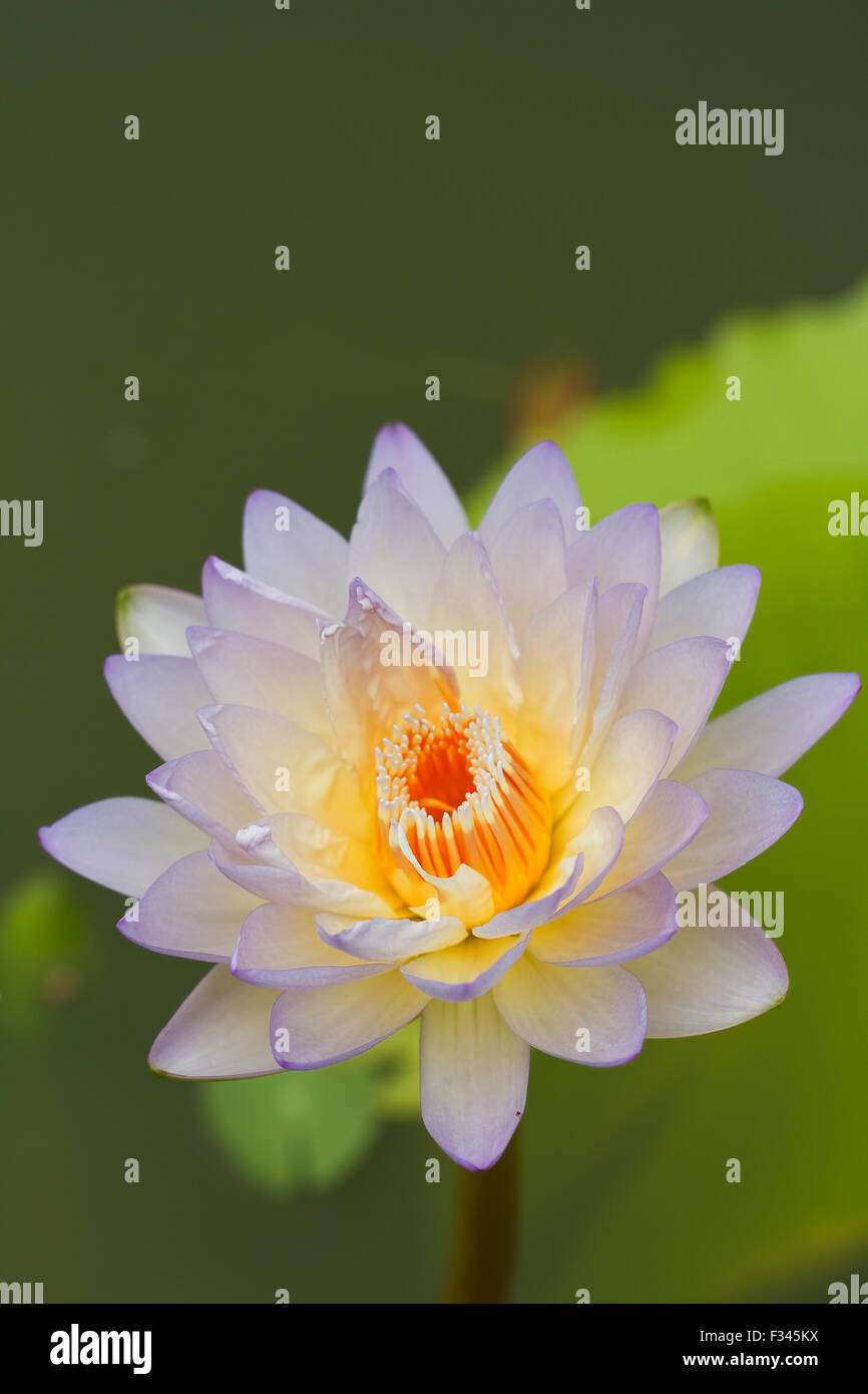 Yellow water lily Stock Photo - Alamy