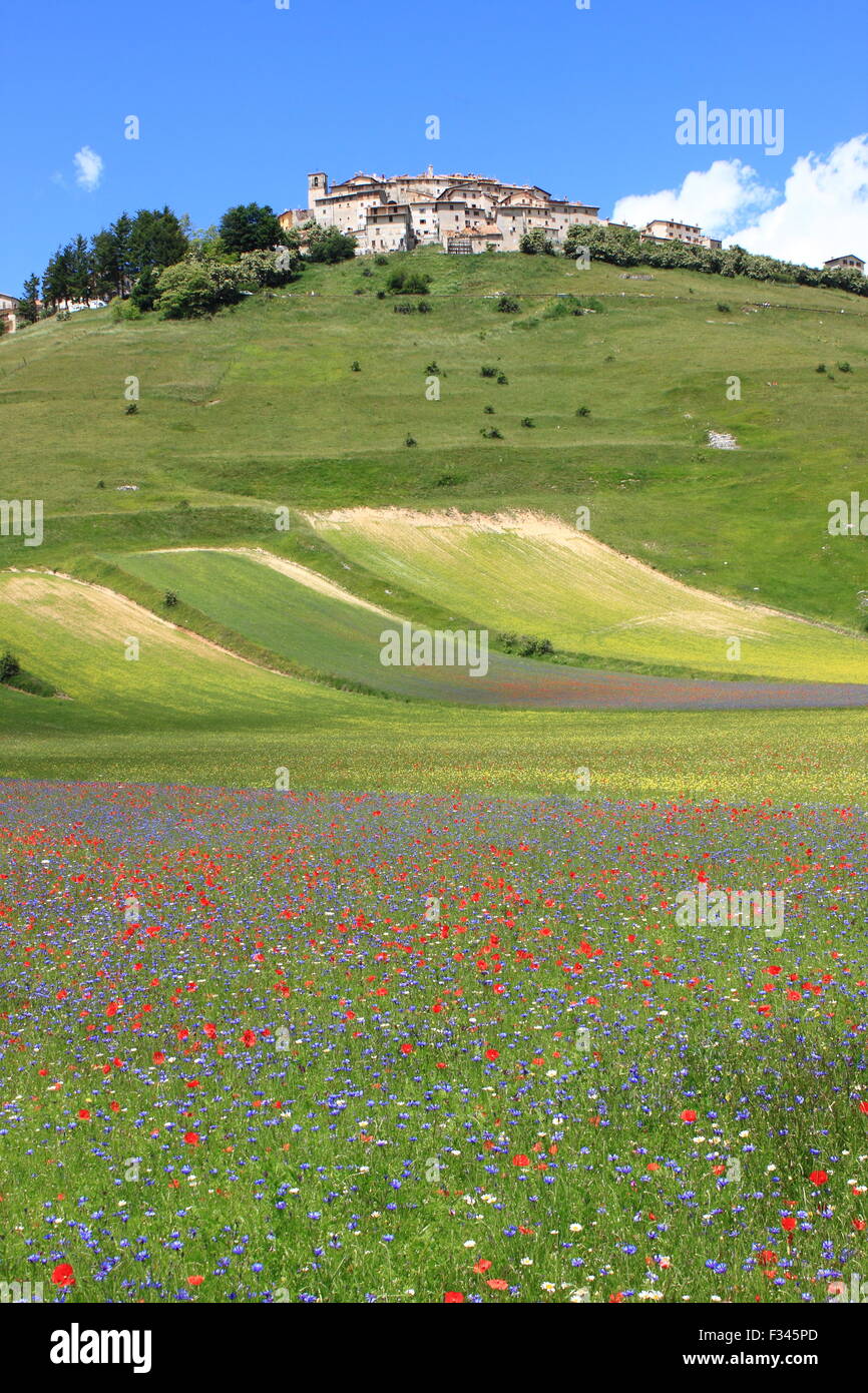 Castelluccio di Norcia during the flowering season Umbria Italy Stock Photo