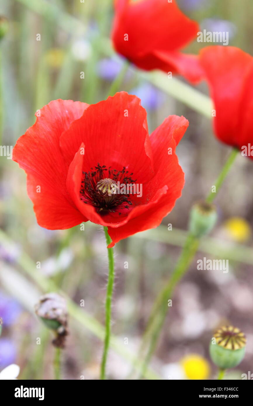 Corn Poppy Flowers Papaver Rhoeas in Spring Stock Photo - Alamy