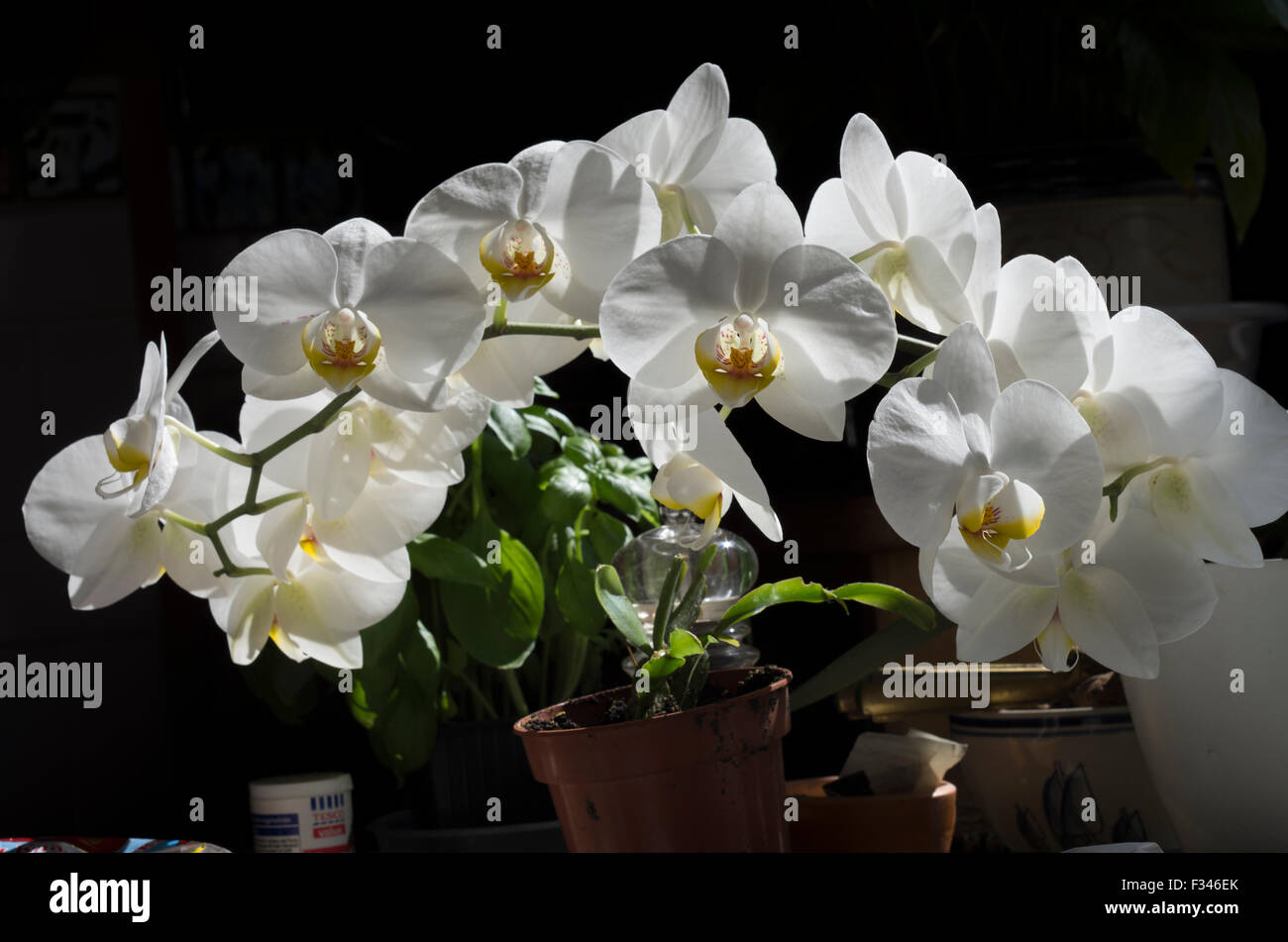 Sun streaming through a row of white orchid flowers in a brown plastic pot against a dark black background, Stock Photo