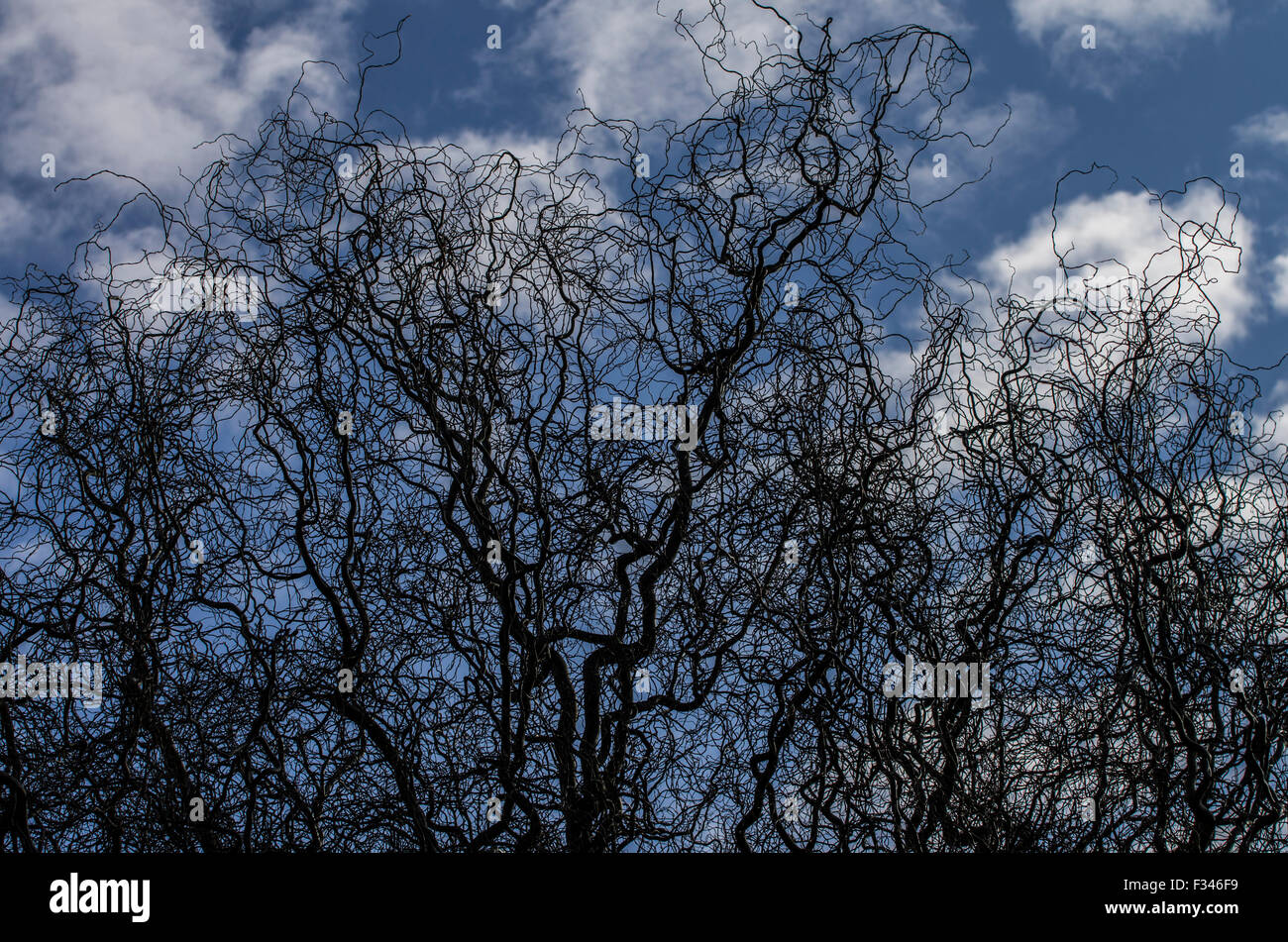 Blue sky and puffy clouds behind silhouettes of trees Stock Photo - Alamy
