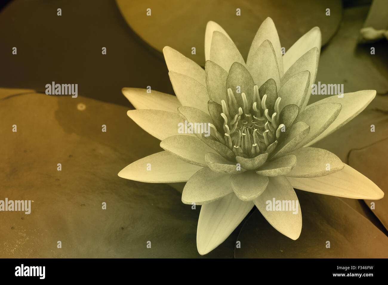 water lily in pond close up Stock Photo - Alamy