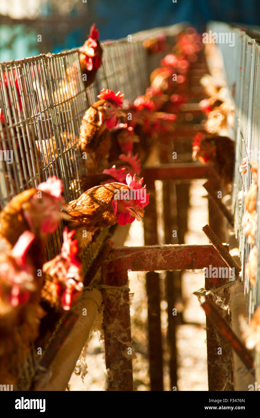 red chickens farm in cell sections Stock Photo