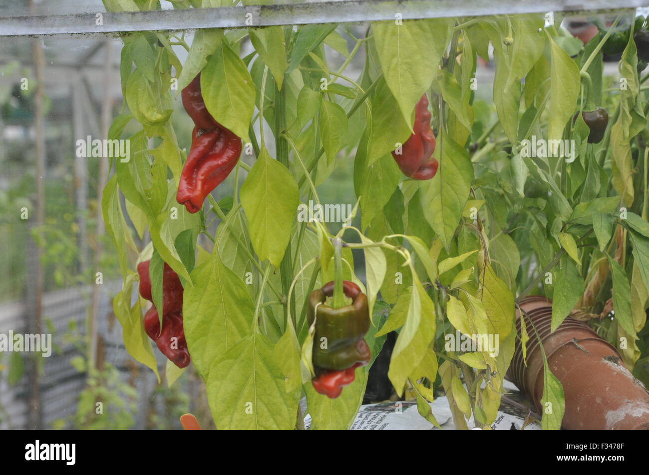 peppers growing in greenhouse Stock Photo Alamy