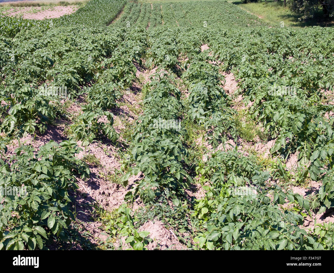 The beautiful green immature potato field, agriculture theme Stock Photo