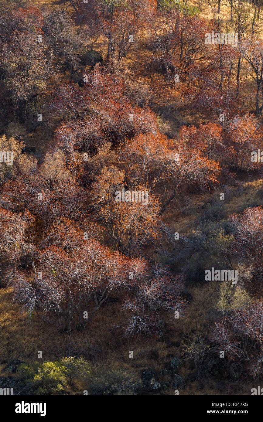 buckeye trees catching the late afternoon light, Sequoia National Park, California, USA Stock Photo