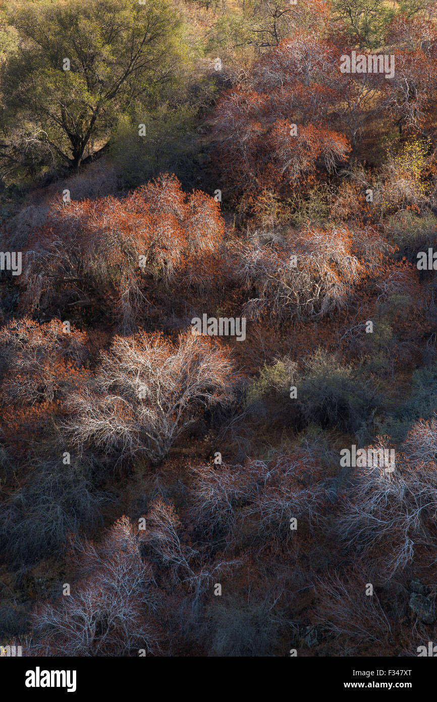 buckeye trees catching the late afternoon light, Sequoia National Park, California, USA Stock Photo