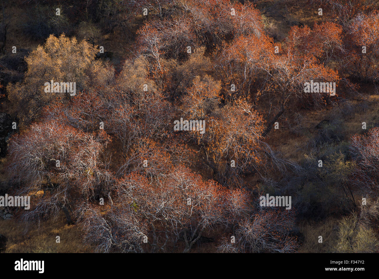 buckeye trees catching the late afternoon light, Sequoia National Park, California, USA Stock Photo