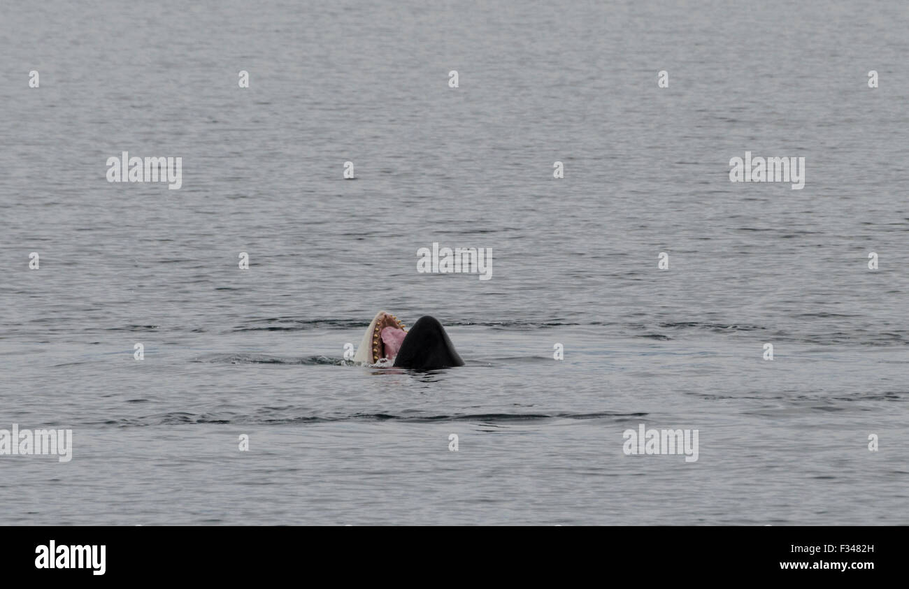 A Killer Whale (Orcinus orca) yawns at the surface of Icy Strait revealing that it is indeed a toothed whale Southeast Alaska, A Stock Photo