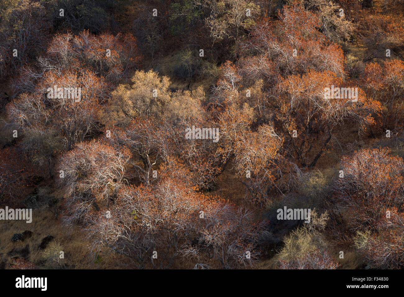 buckeye trees catching the late afternoon light, Sequoia National Park, California, USA Stock Photo