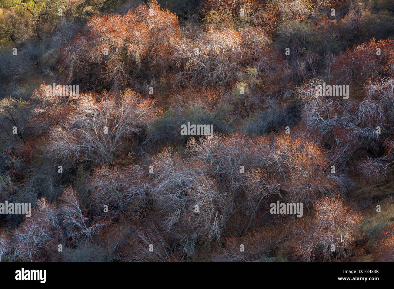 buckeye trees catching the late afternoon light, Sequoia National Park, California, USA Stock Photo