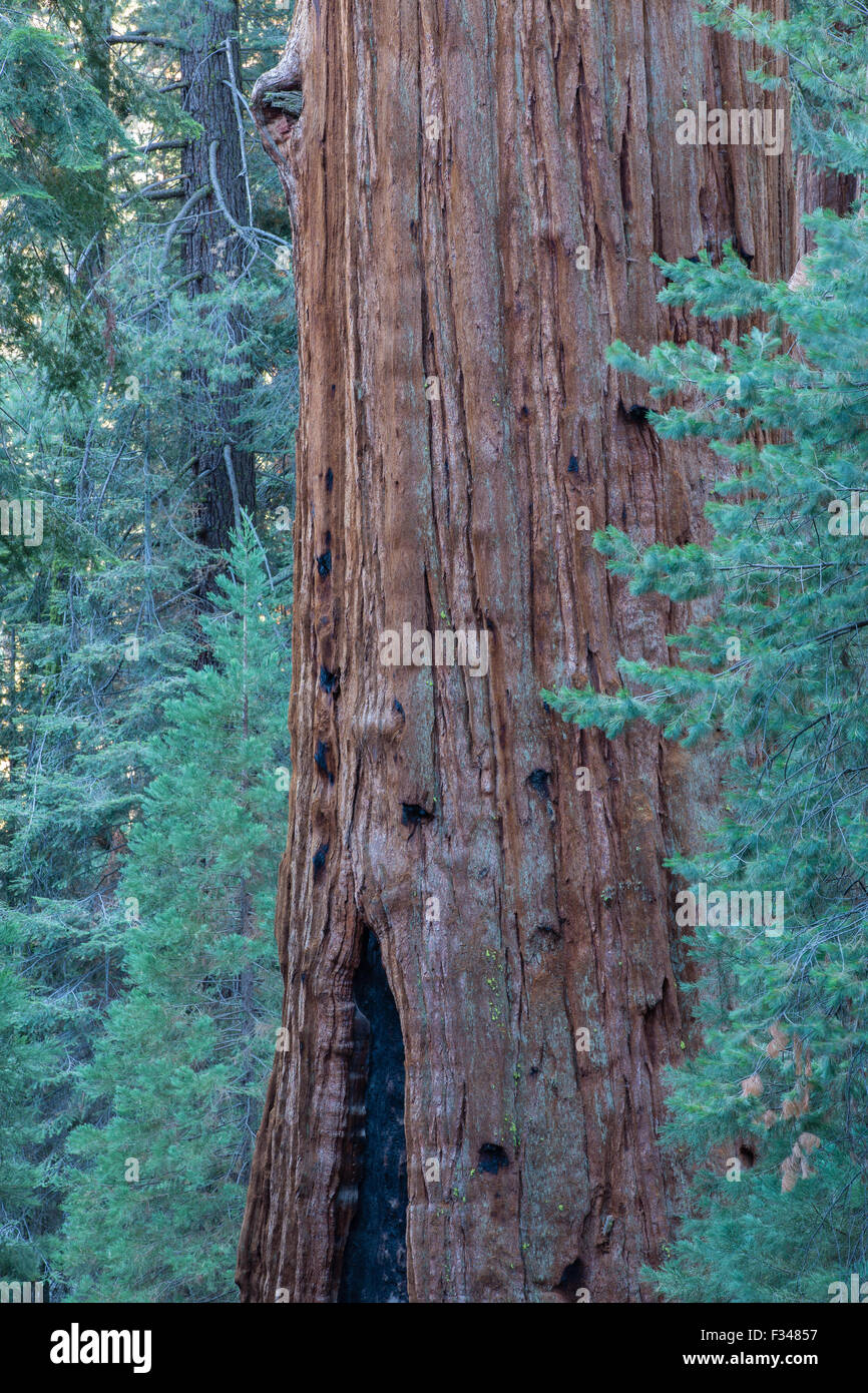 the Sherman Tree, the largest tree in the world, in Sequoia National Park, California, USA Stock Photo