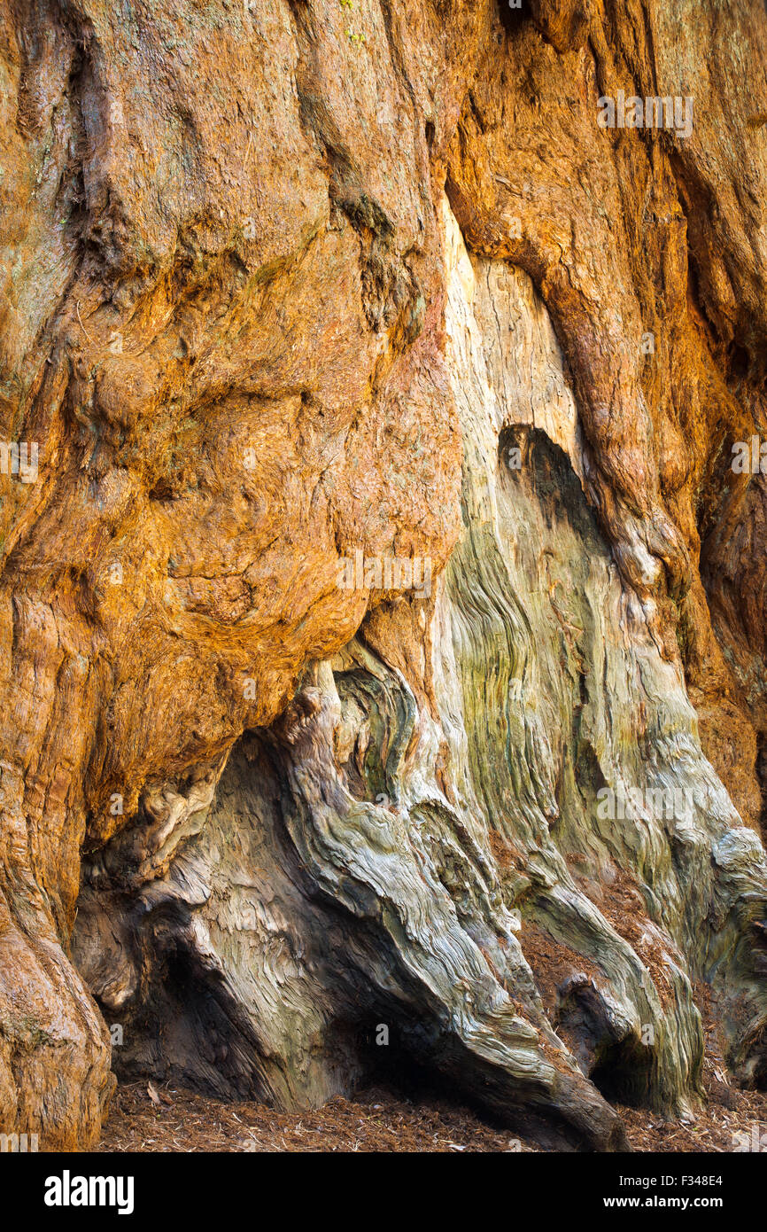 giant sequoia trees in Sequoia National Park, California, USA Stock Photo