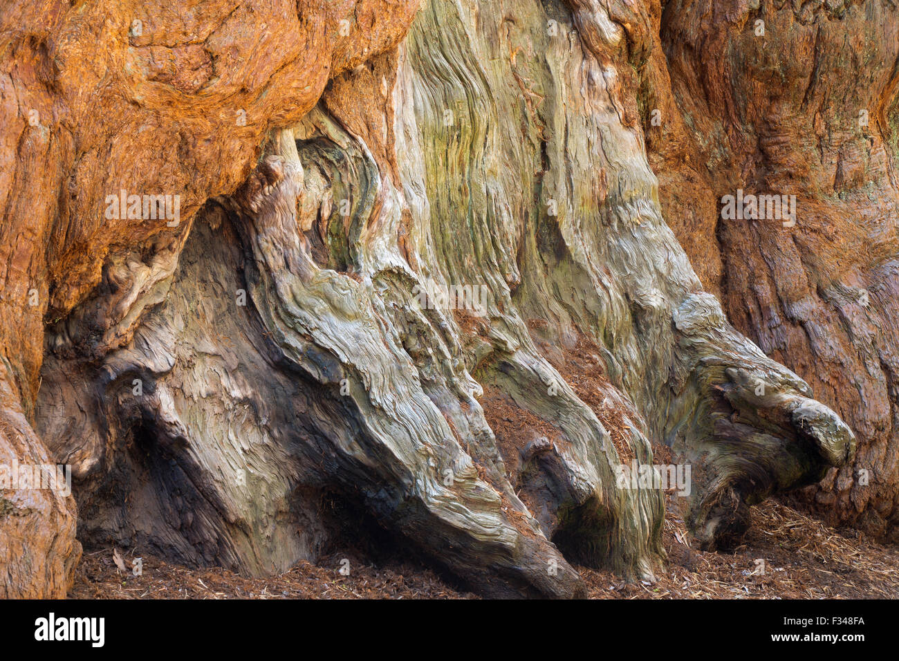 giant sequoia trees in Sequoia National Park, California, USA Stock Photo