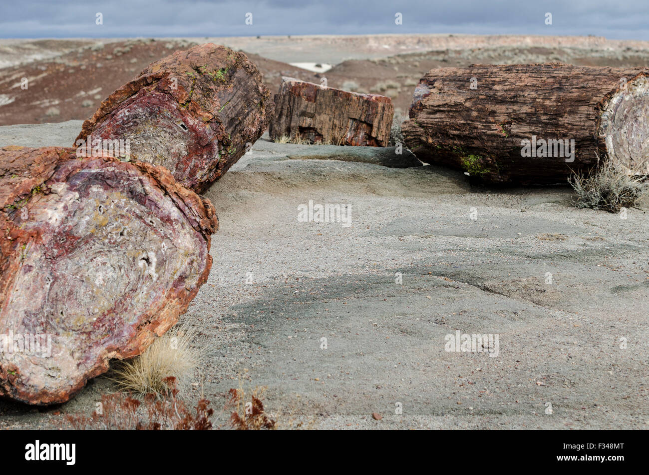 Logs and cross sections of  the fossil remains of fallen trees dating from the Late Trassic era of 225 million years ago, The Cr Stock Photo