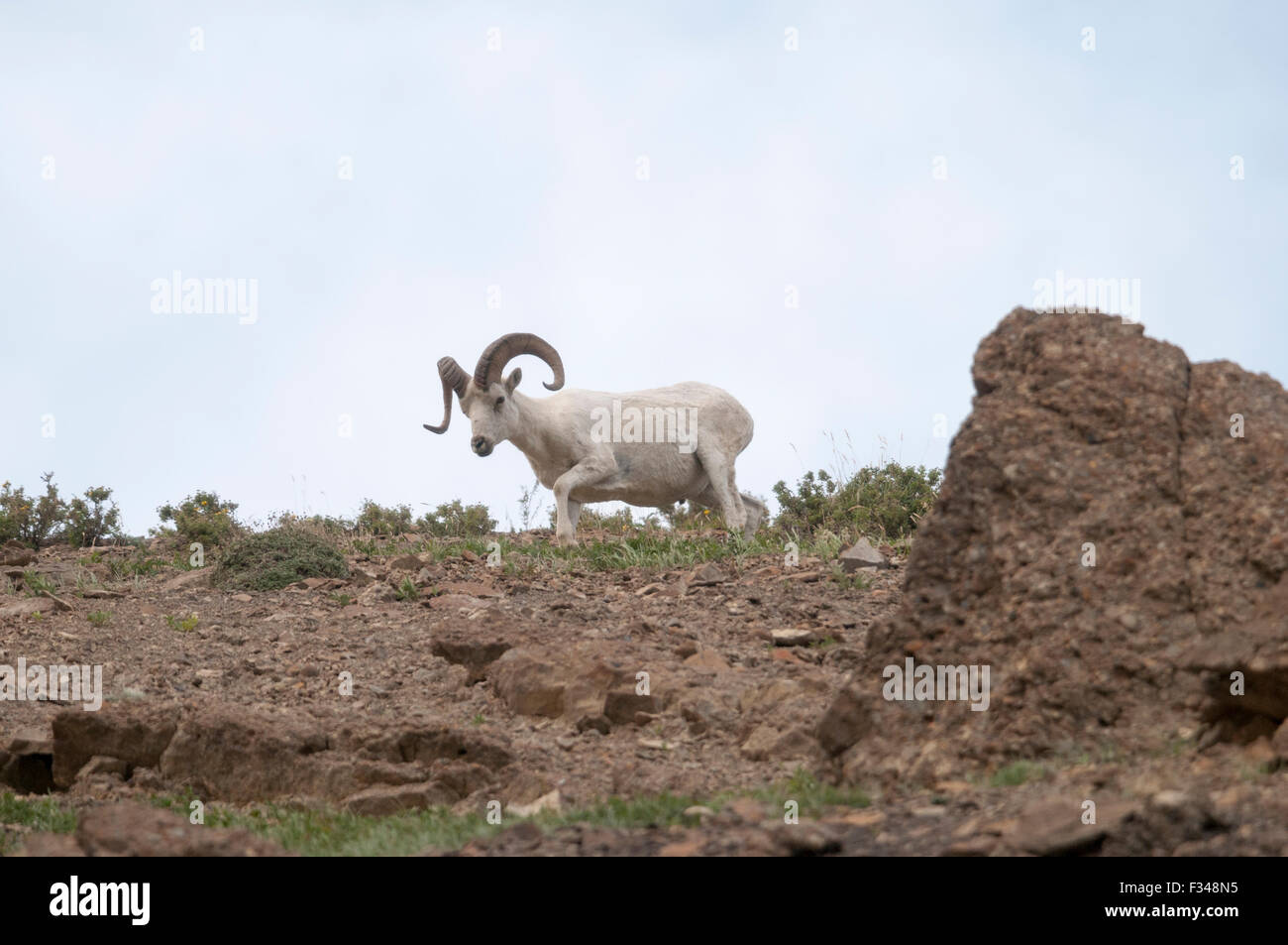 Dall Sheep (Ovis dalli) ram comes down from the high country to feed in late spring, Denali National Park, Interior Alaska. Stock Photo