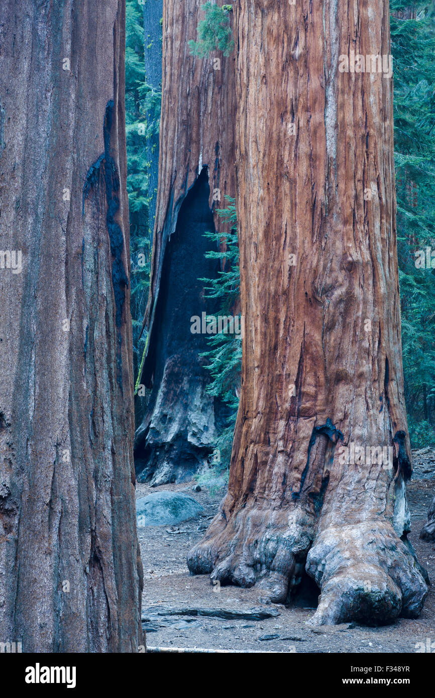 giant sequoia trees in Sequoia National Park, California, USA Stock Photo