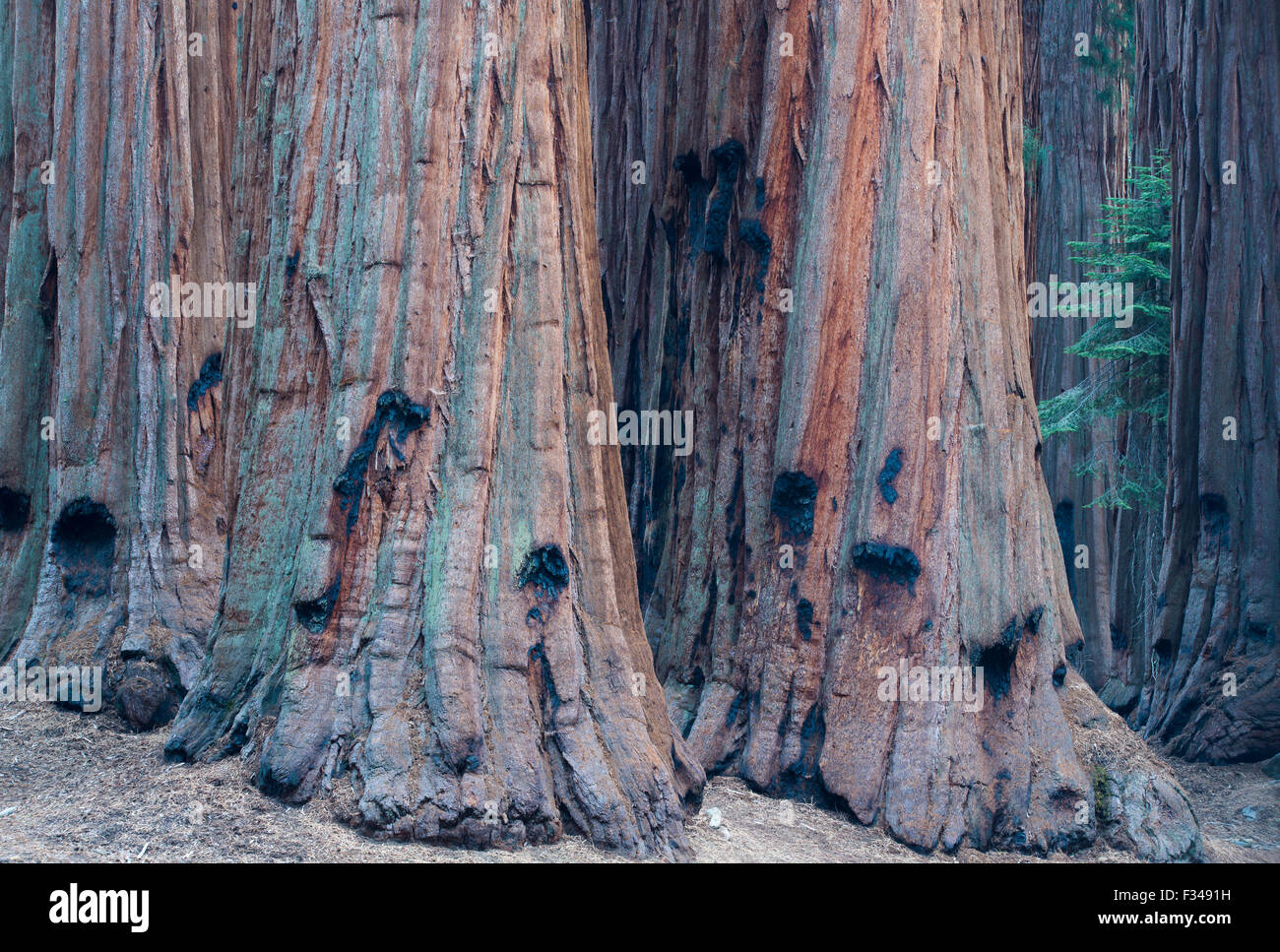 the House Group of giant sequoia trees on the Congress Trail, Sequoia National Park, California, USA Stock Photo