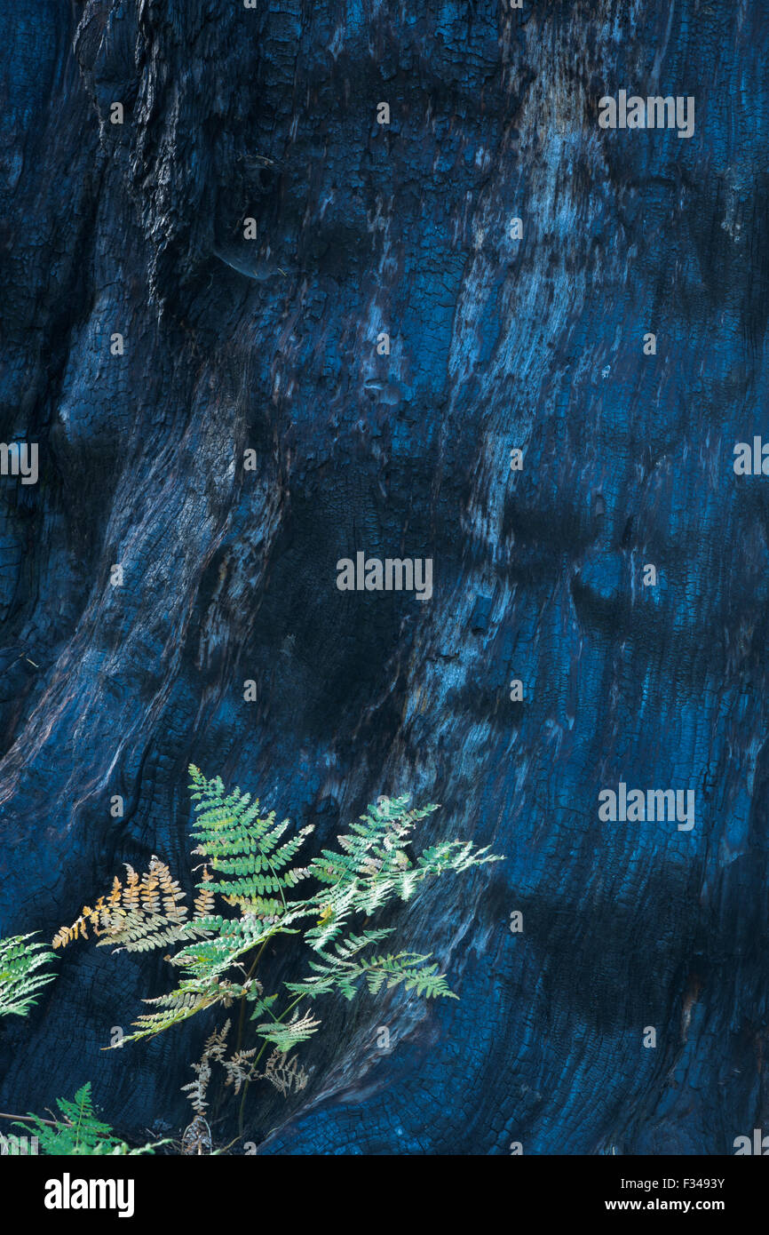 life and death fresh growth beside the scorched trunk of a sequoia tree killed by forest fire Crescent Meadow Sequoia National Stock Photo