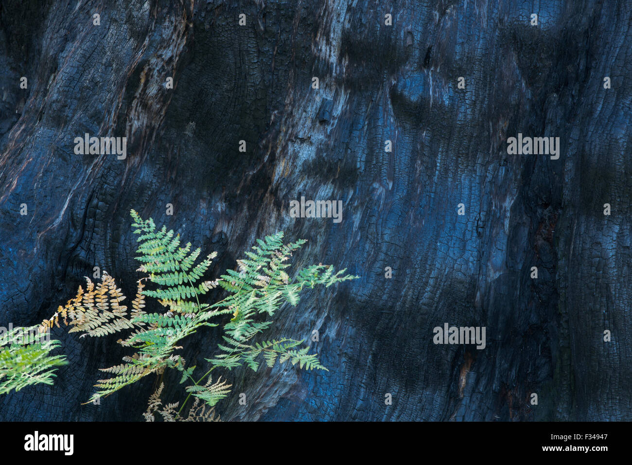 life and death fresh growth beside the scorched trunk of a sequoia tree killed by forest fire Crescent Meadow Sequoia National Stock Photo