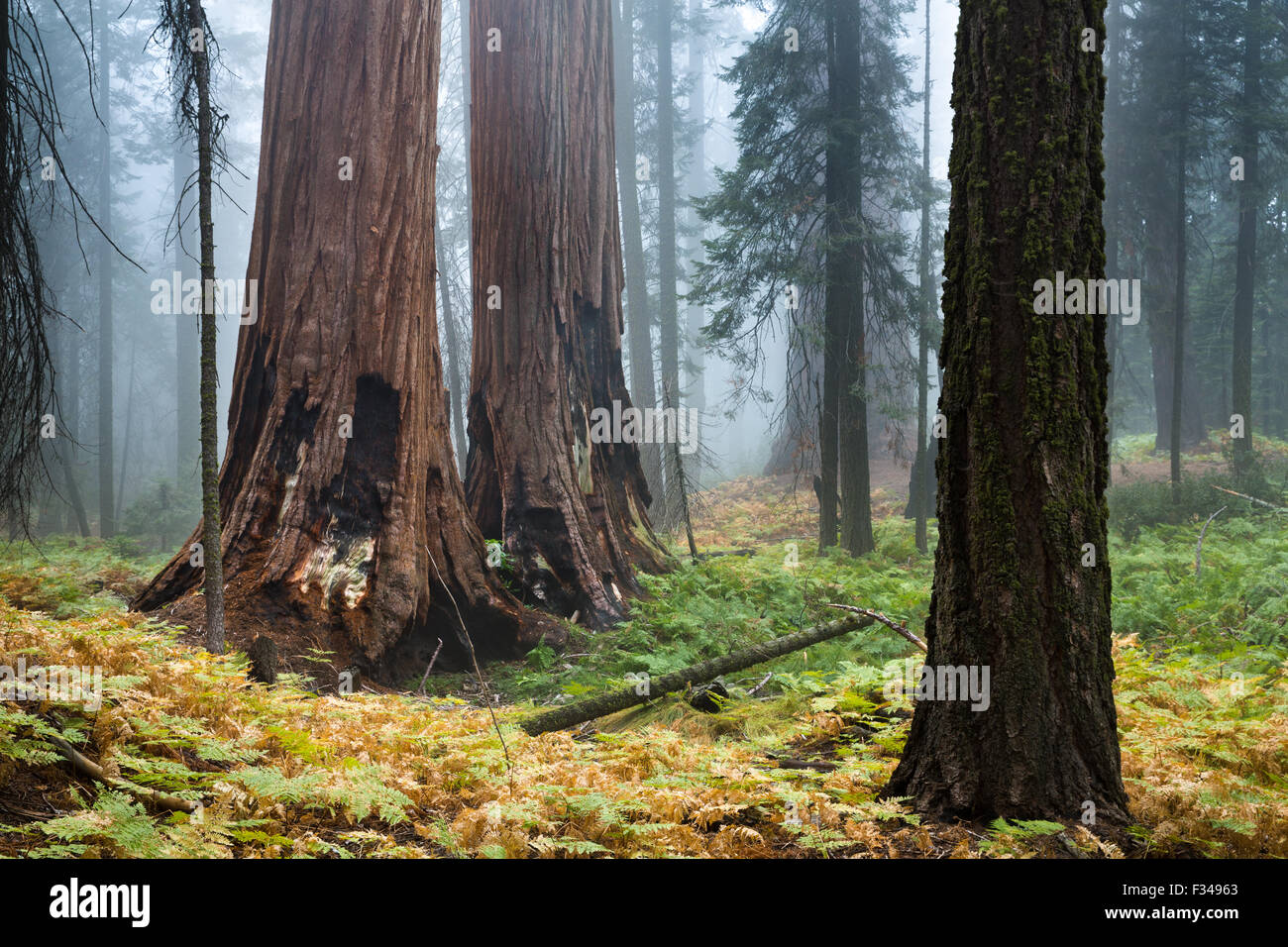 mist amongst the giant sequoia trees on the Bear Hill Trail, Sequoia National Park, California, USA Stock Photo