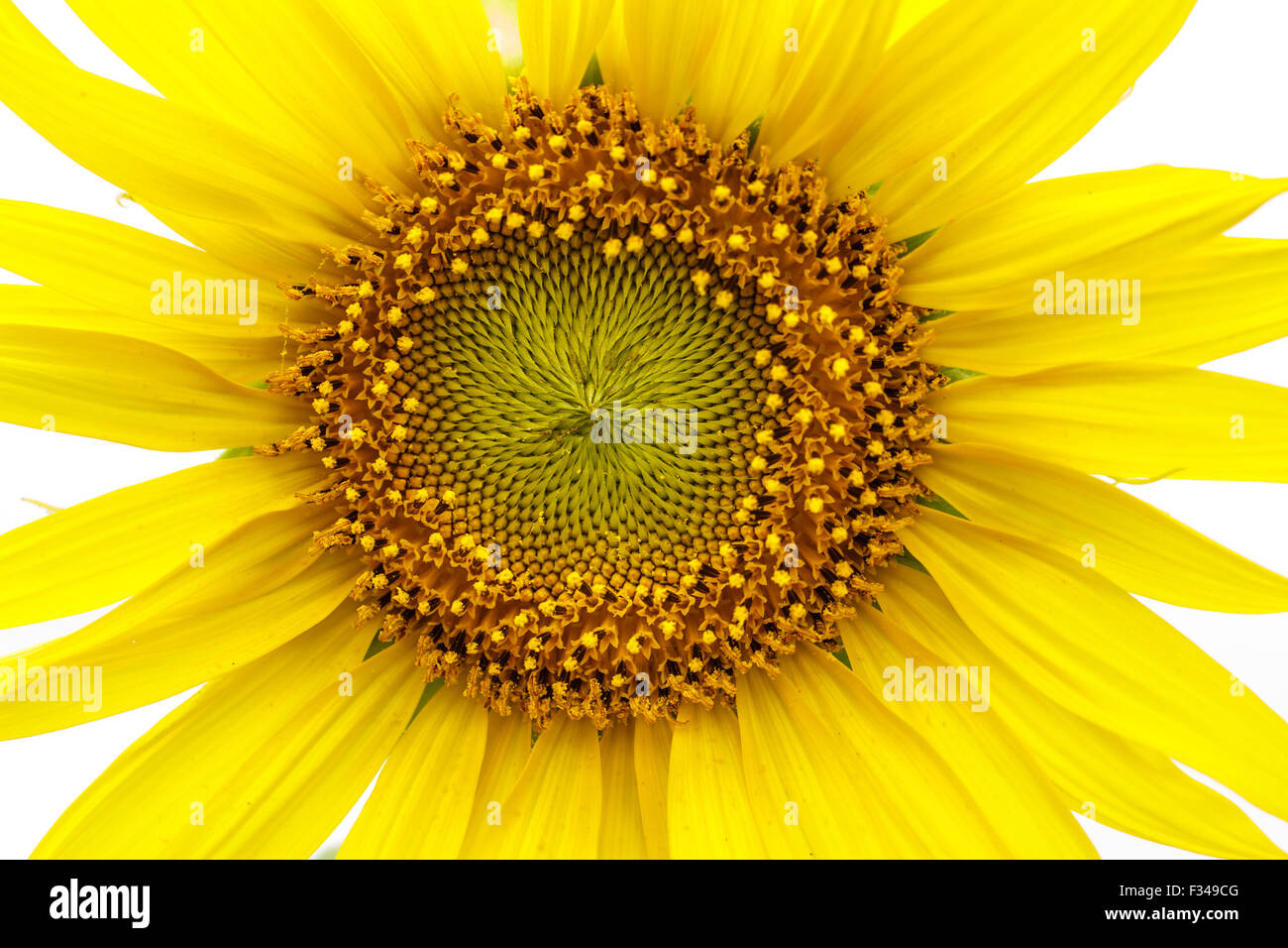 Sunflowers close up Stock Photo - Alamy