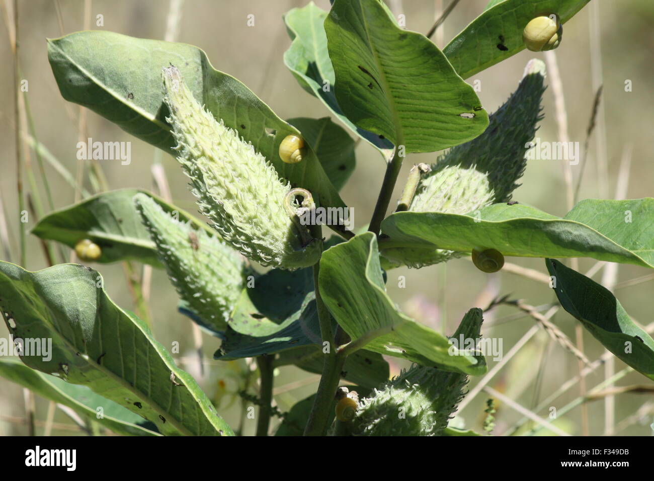 Common Milkweed plant and pods with a snails feeding on leaves Stock
