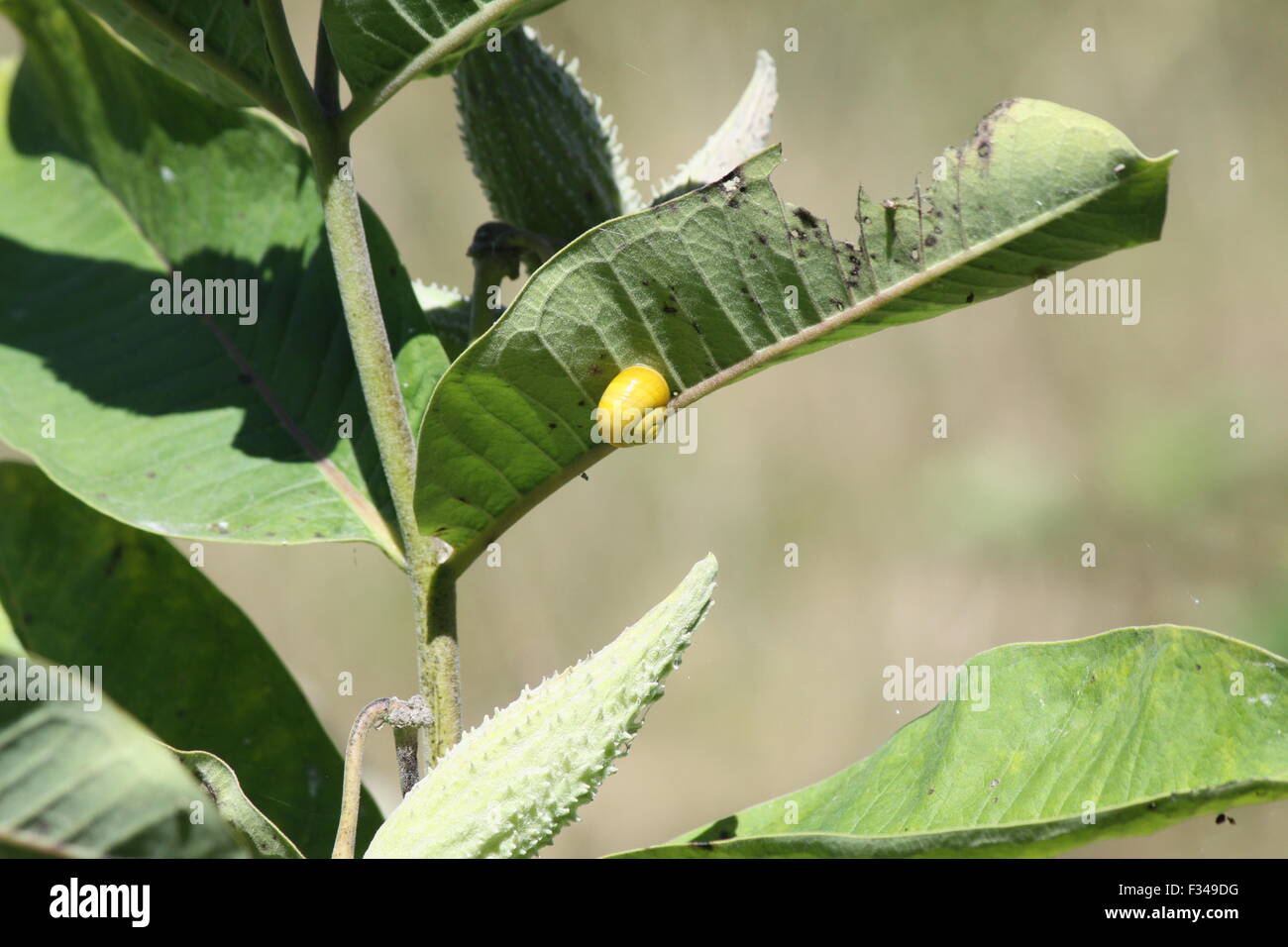 Common Milkweed plant and pods with a snails feeding on leaves Stock