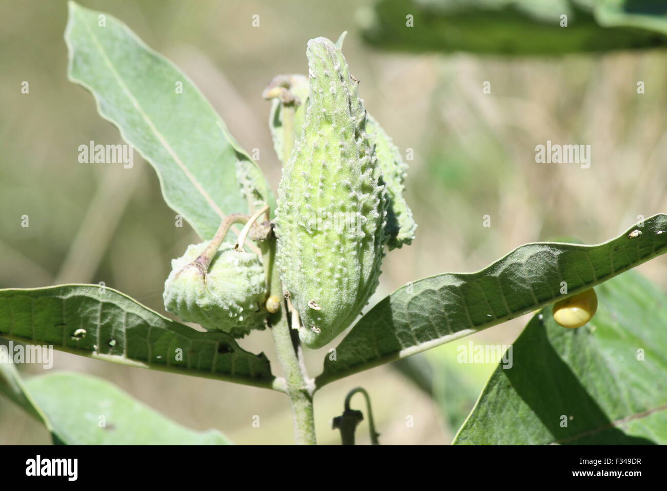 Snails, on the leaves of a milkweed plant, and seed pods Stock Photo