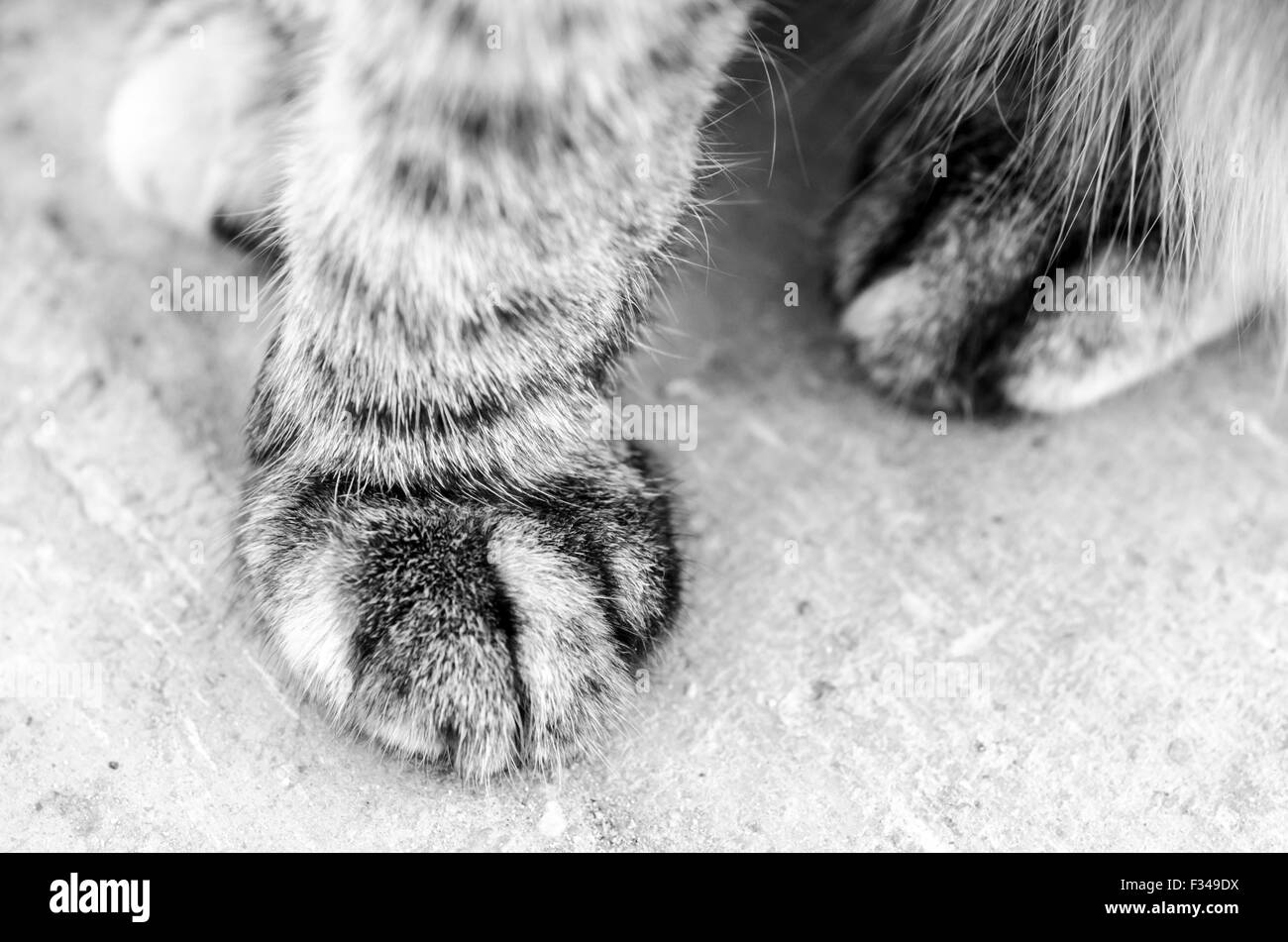 Cats paws hires stock photography and images Alamy