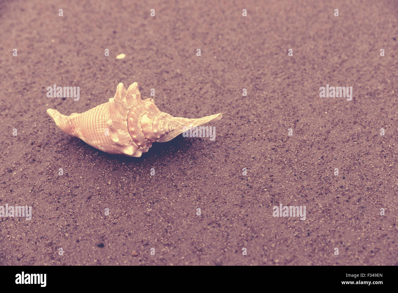Seashell on wet sand closeup, vintage style filter effect. Stock Photo