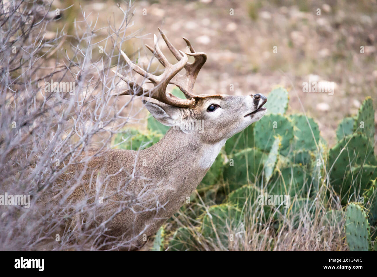 South Texas Whitetail buck sniffing for does. Stock Photo