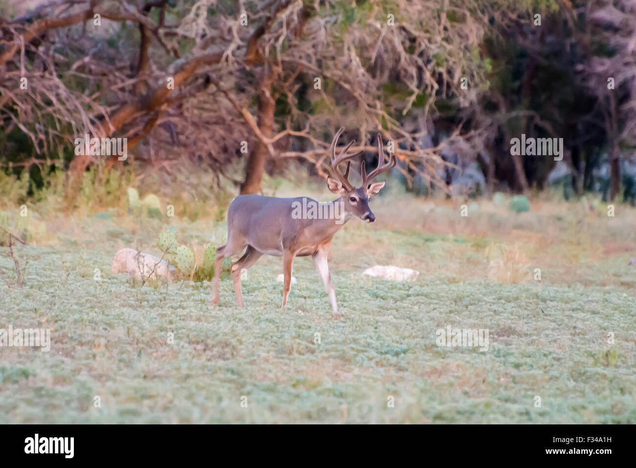 South Texas Whitetail buck in velvet before hunting season Stock Photo