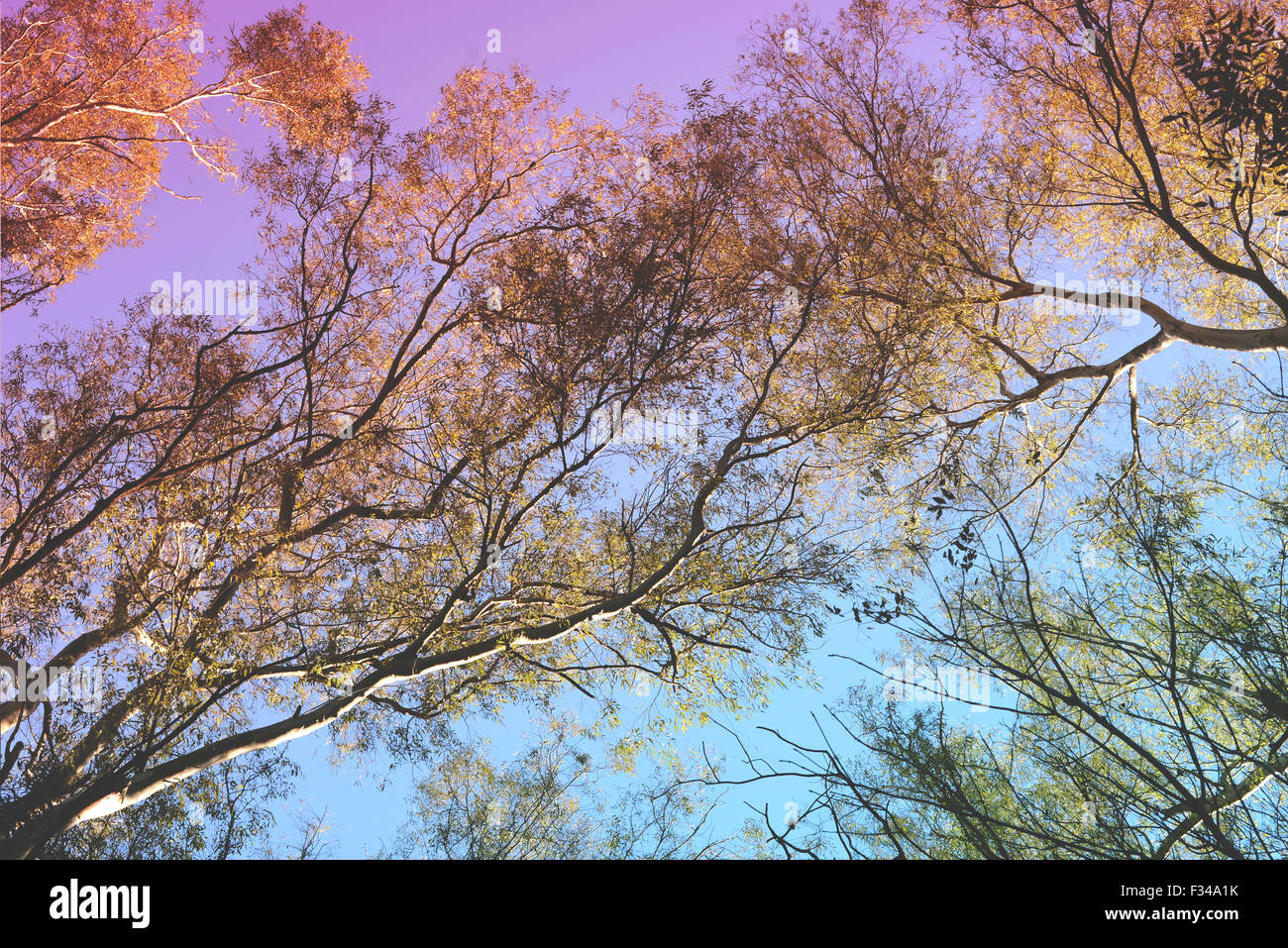 Branch trees and colorful sky view from below with vintage style filter effect. Stock Photo