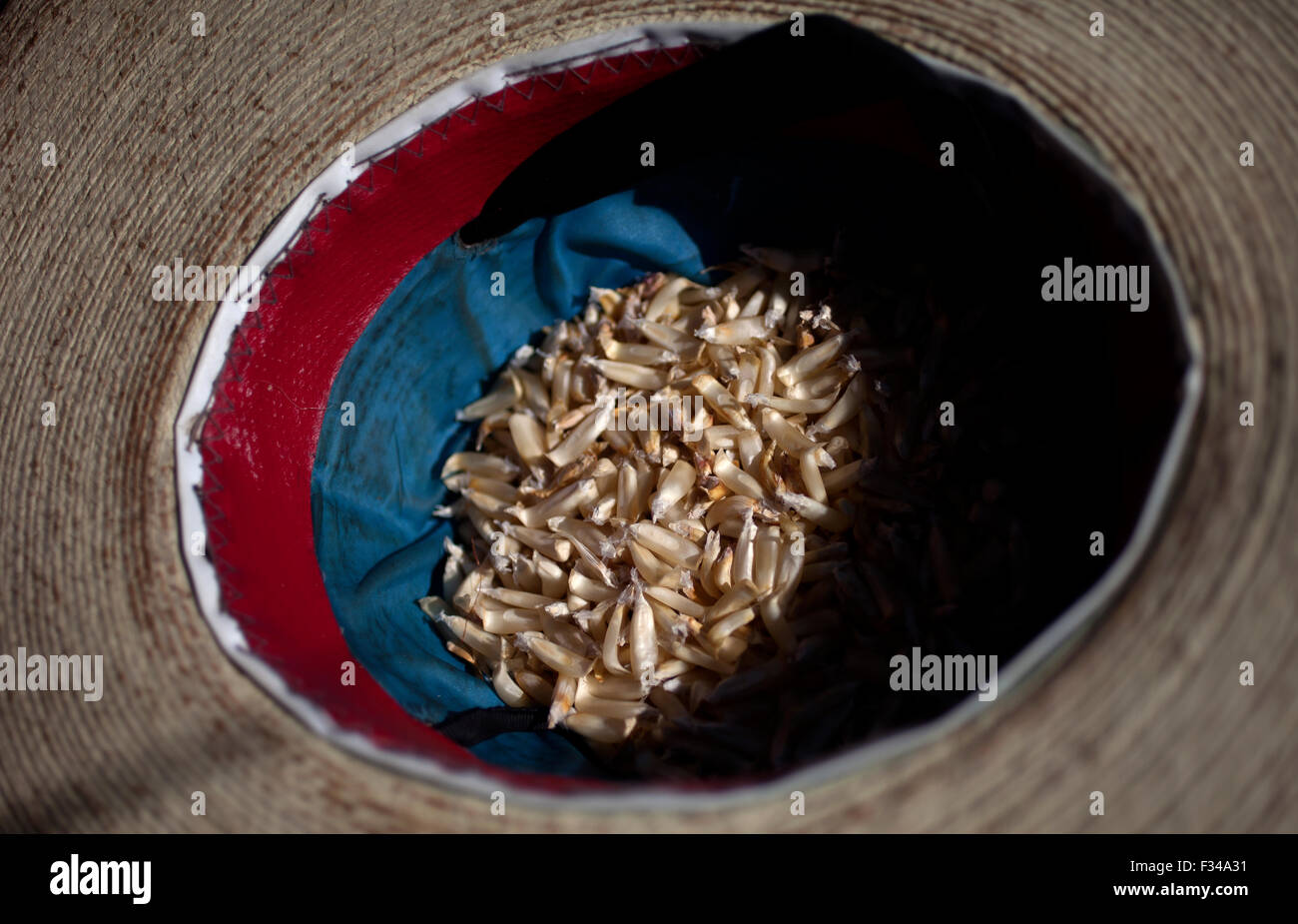 Corn inside Tomas Villanueva Buendia 'Tomaicito''s hat who works to protect and rescue the original varieties of Mexican corn full of corn seeds in 'Tepetlixpa Seed Bank' Stock Photo