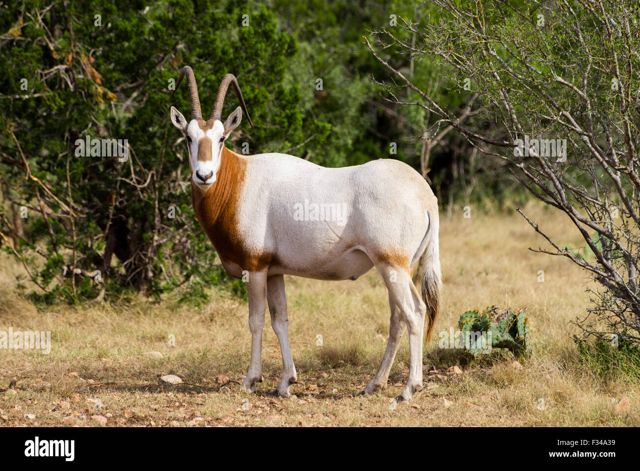 Broadside view of a Scimitar Horned Oryx facing the camera Stock Photo