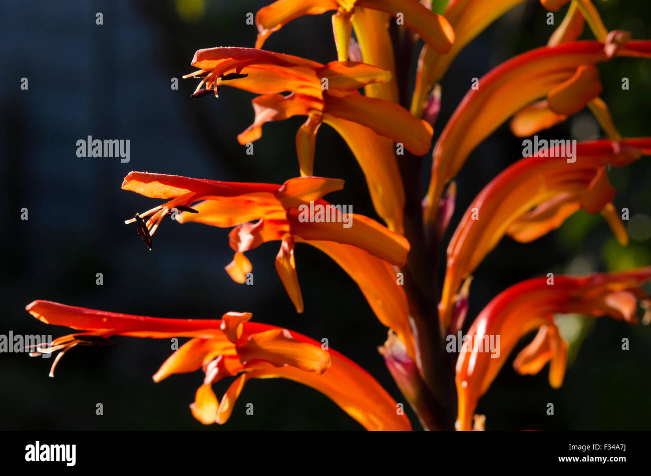 Close-up of a Watsonia flower Stock Photo