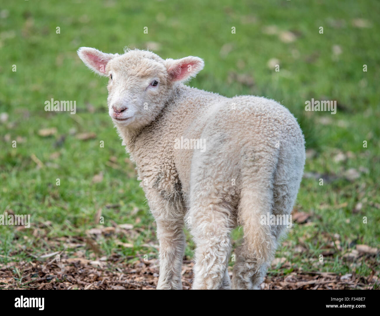 Cute little lamb looking back Stock Photo Alamy