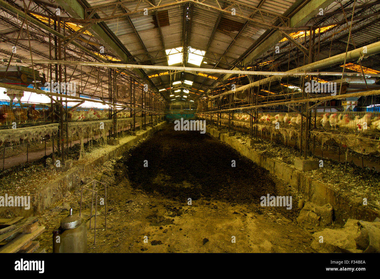 Indoor chicken farm with soil covering Stock Photo