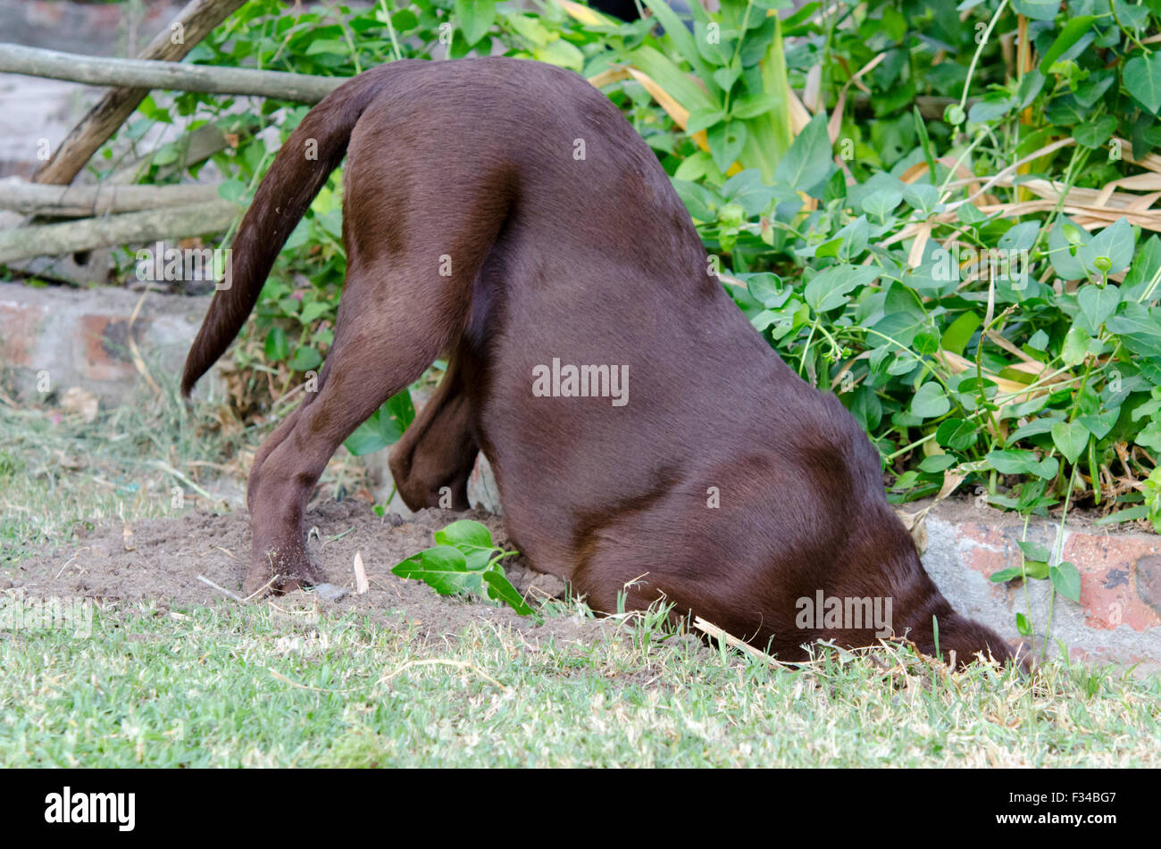 A young chocolate Labrador Retriever digging Stock Photo - Alamy